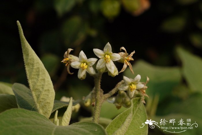 假烟叶树Solanum donianum