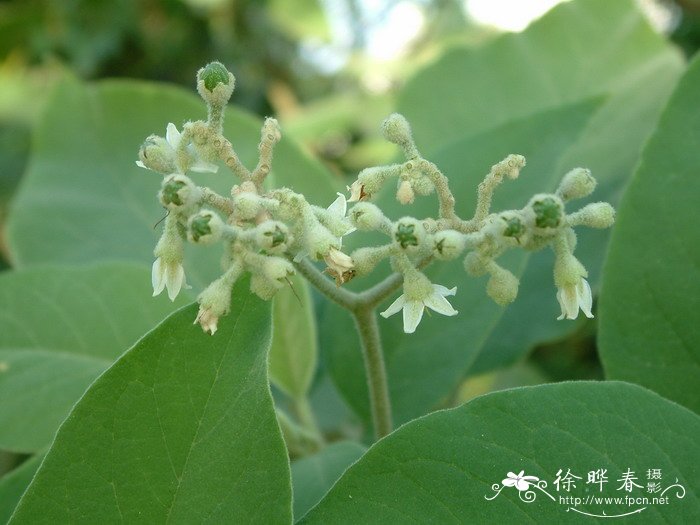 假烟叶树Solanum donianum