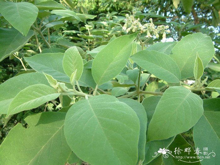 假烟叶树Solanum donianum