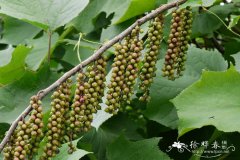 中国旌节花Stachyurus chinensis