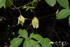 膀胱果Staphylea holocarpa