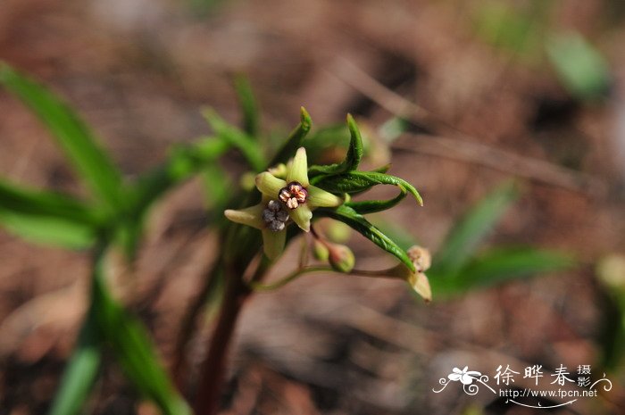 金刚大Croomia japonica