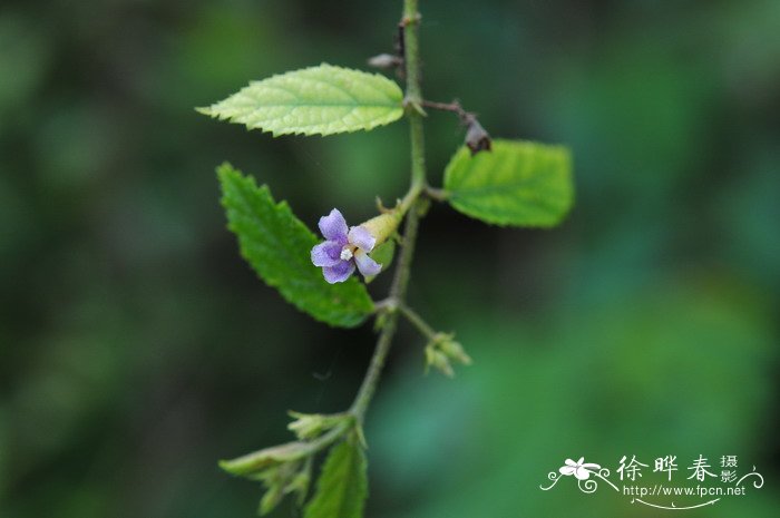 矮山芝麻Helicteres plebeja