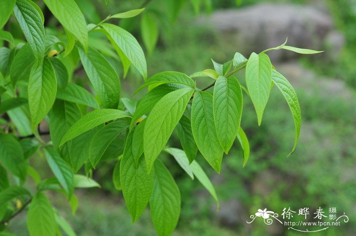 陀螺果Melliodendron xylocarpum