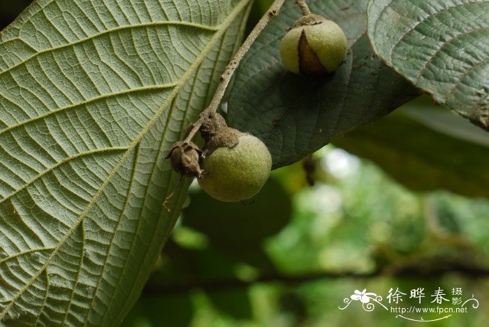 中华安息香Styrax chinensis