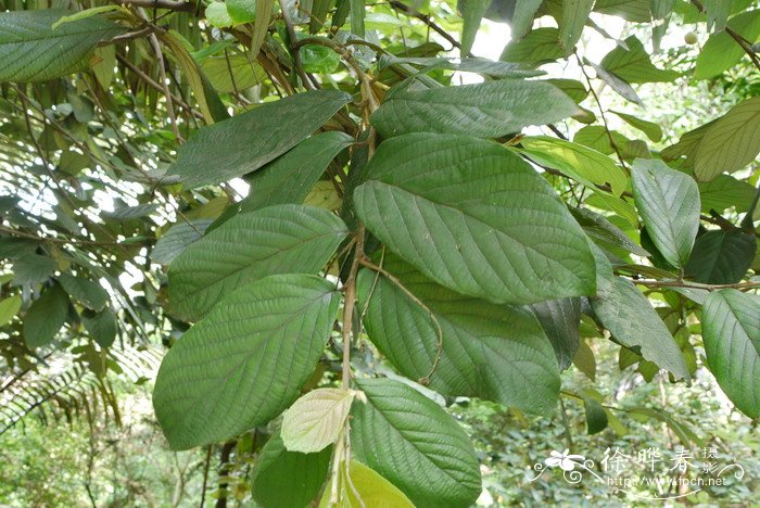 中华安息香Styrax chinensis