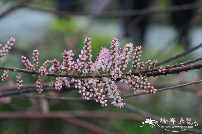 柽柳Tamarix chinensis