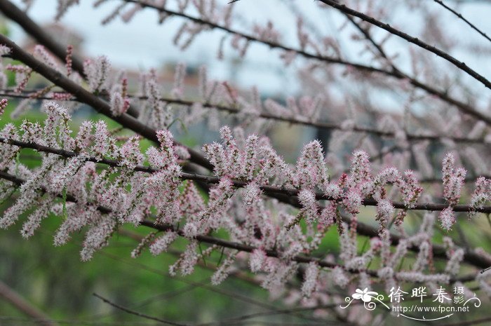 柽柳Tamarix chinensis