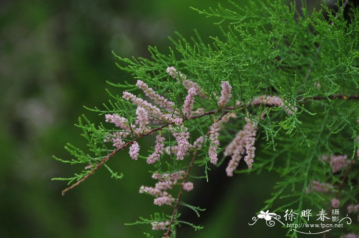 柽柳Tamarix chinensis