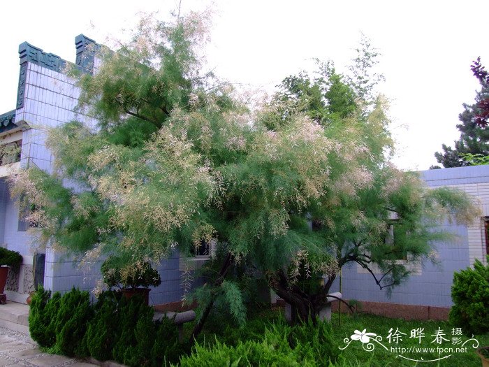 柽柳Tamarix chinensis