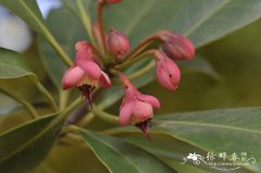 海南红楣Anneslea fragrans