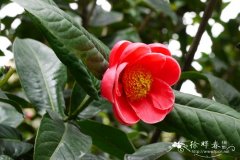 越南抱茎茶Camellia amplexicaulis