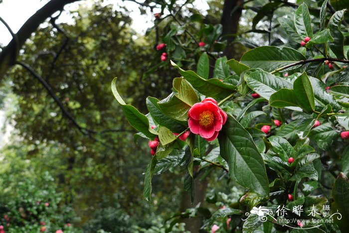 越南抱茎茶Camellia amplexicaulis