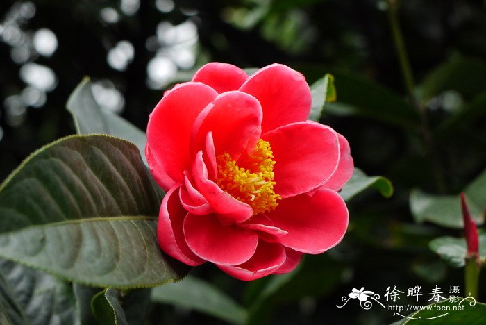 越南抱茎茶Camellia amplexicaulis