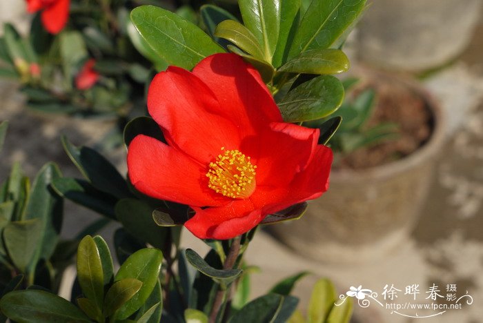 杜鹃红山茶Camellia azalea