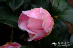 ‘情人大卡特’山茶 Camellia 'Bigkater'