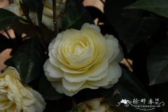 ‘黄达’山茶 Camellia 'Dahlohnega'