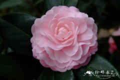 ‘宫粉茶’山茶 Camellia 'Gongfen'