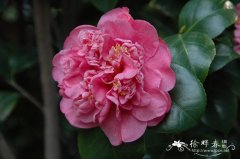 ‘赛牡丹’山茶Camellia 'Saimudan'