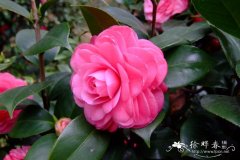 ‘十八学士’山茶 Camellia 'Shibaxueshi'