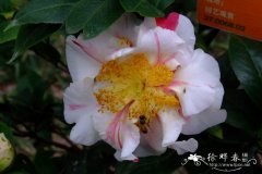 ‘香太阳’山茶 Camellia 'Xiangtaiyang'