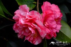 ‘鸳鸯茶’山茶Camellia 'Yuangyang'