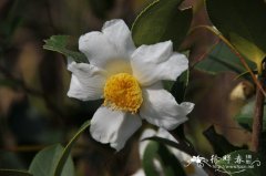 油茶Camellia oleifera