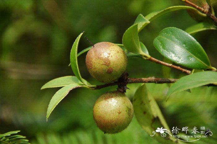 油茶Camellia oleifera