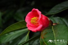 广宁红花油茶Camellia semiserrata