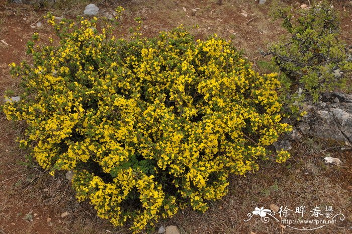 橙花瑞香Daphne aurantiaca