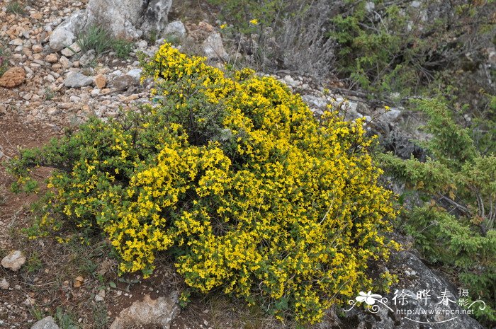 橙花瑞香Daphne aurantiaca