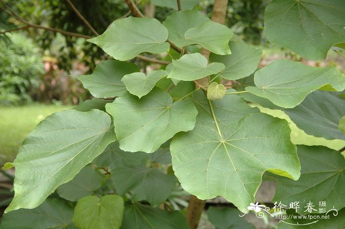 柄翅果Burretiodendron esquirolii