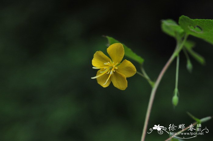 田麻Corchoropsis crenata