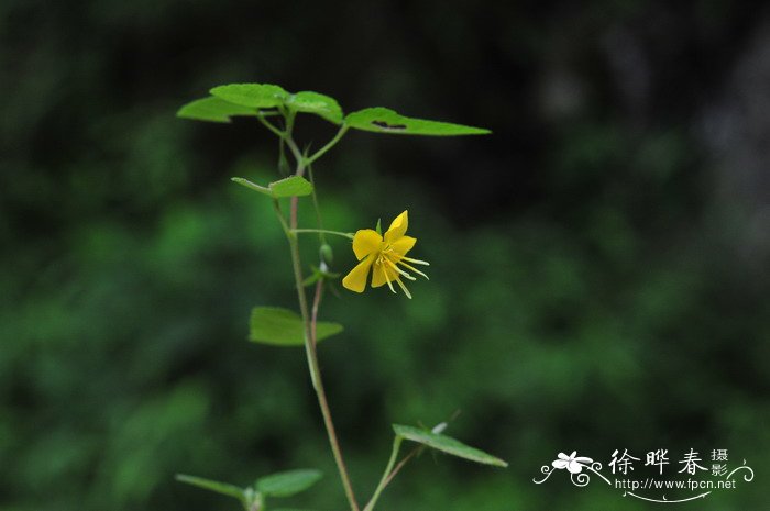 田麻Corchoropsis crenata