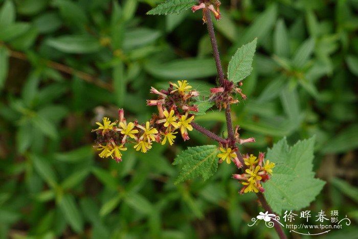 刺蒴麻Triumfetta rhomboidea