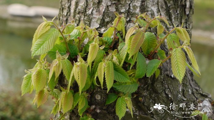 琅琊榆Ulmus chenmoui