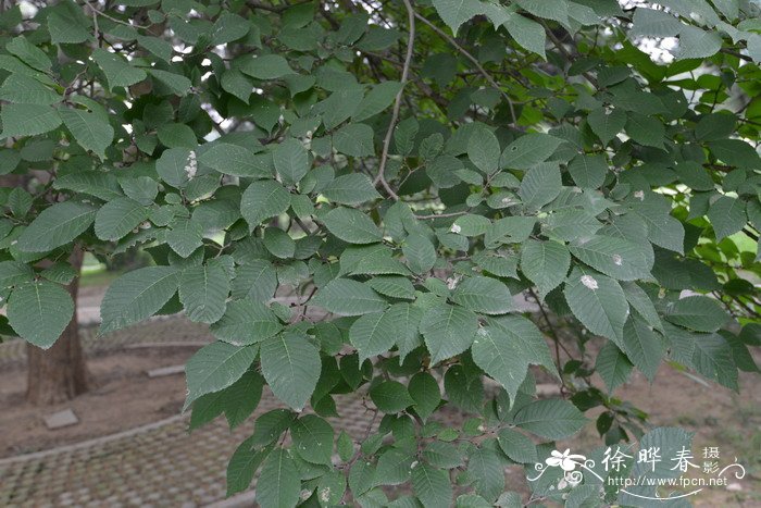 脱皮榆Ulmus lamellosa