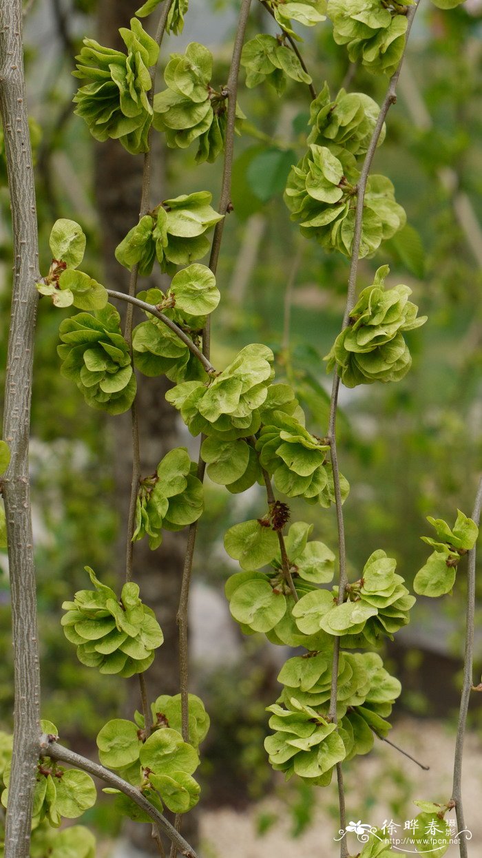 垂榆Ulmus pumila ‘Pendula’