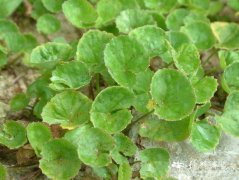 积雪草Centella asiatica