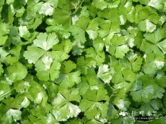 天胡荽Hydrocotyle sibthorpioides