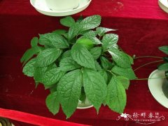 宽叶楼梯草Elatostema platyphyllum