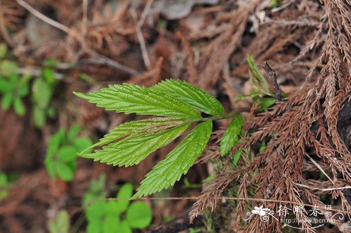 庐山楼梯草Elatostema stewardii