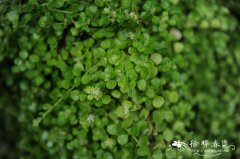 玲珑冷水花Pilea depressa