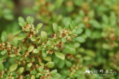 小叶冷水花Pilea microphylla