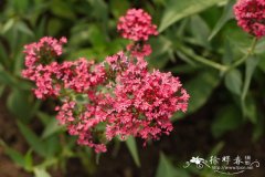 红缬草Centranthus ruber