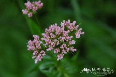 北缬草Valeriana officinalis