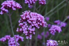 柳叶马鞭草Verbena bonariensis