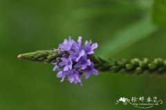 蓝花马鞭草Verbena hastata