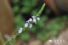 马鞭草Verbena officinalis