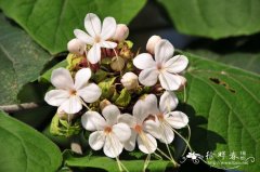 臭茉莉Clerodendrum chinense var. simplex